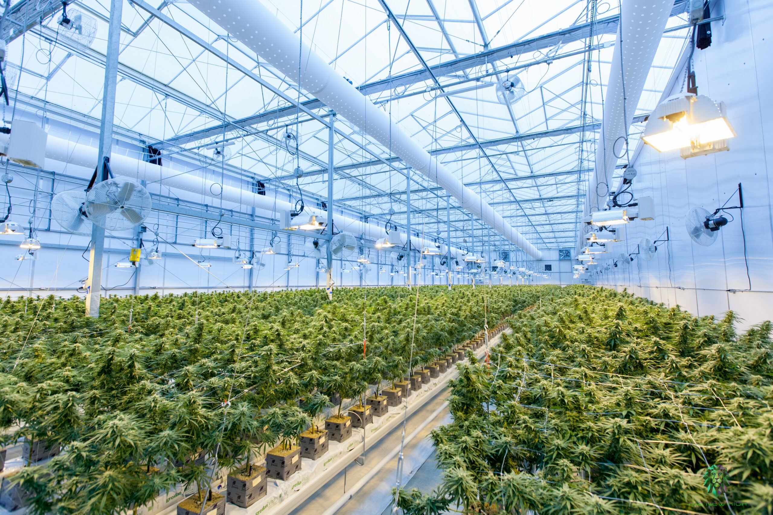 Cannabis insurance quote greenhouse image